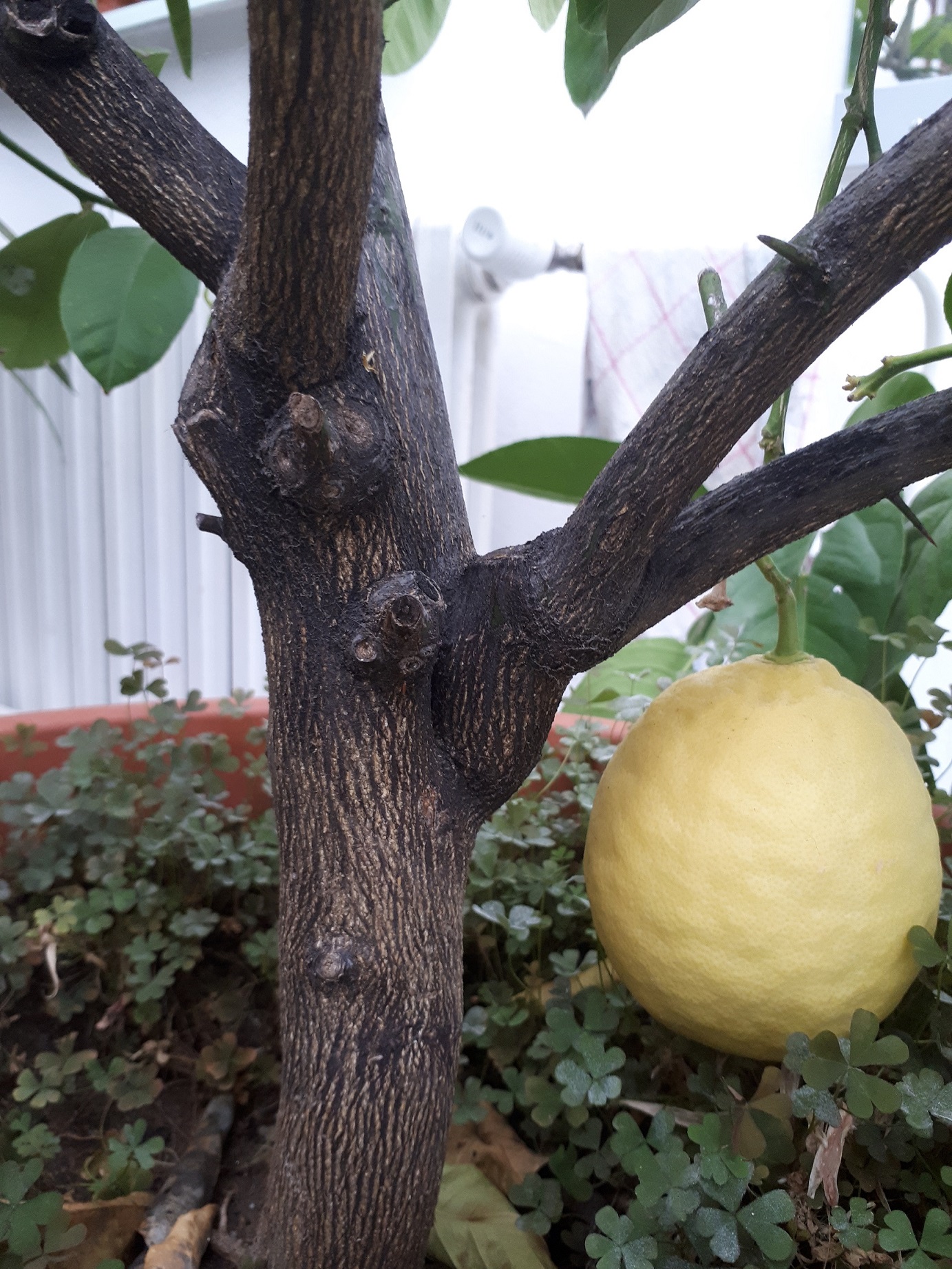 Citrus